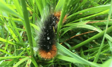 Are Black Fuzzy Caterpillars Poisonous? | Pests Banned