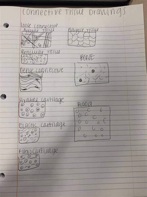 Dense Connective Tissue Diagram