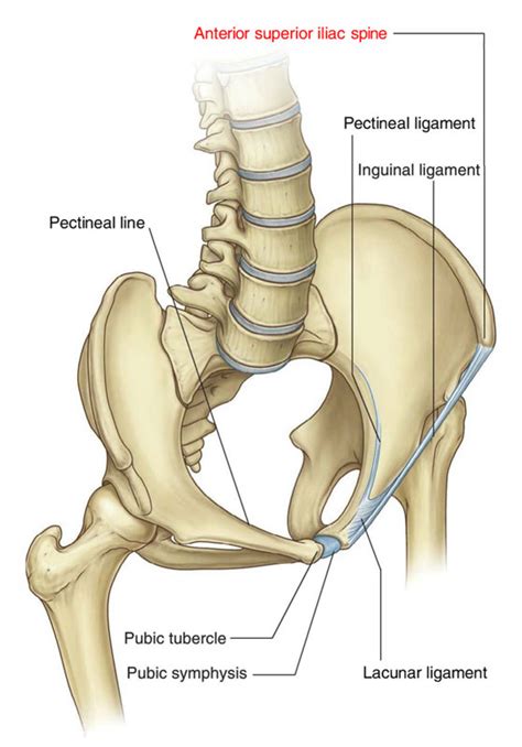 Anterior Superior Iliac Spine - malayelly