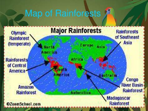 Rainforest Mind Map