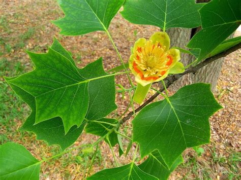 Tulip Poplar - Kent Conservation District