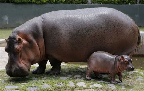 Pablo Escobar’s ‘Cocaine Hippos’ to be Considered as Exotic Invasive ...