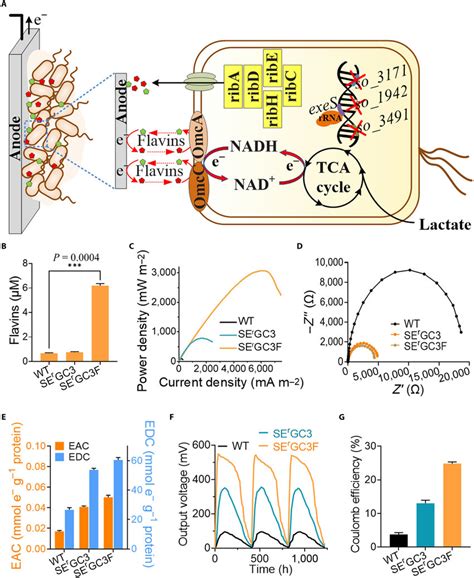 Engineering the conductivity of the naturally occurring biofilms in the... | Download Scientific ...