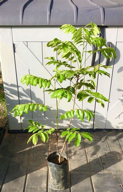 Grafted Pulasan (Nephelium ramboutan-ake) Exotic fruit tree 24”-36” » Tropical Plantae