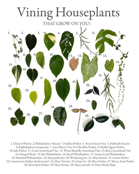 Planterina on Instagram: “Here is a chart I created of all the vining plants I have hanging ...