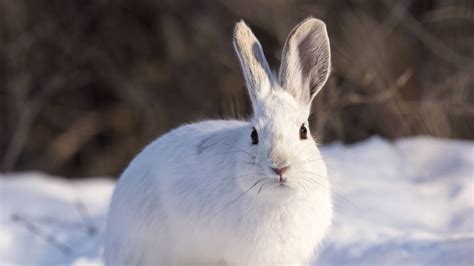 HD Wallpaper Snow, Winter, White Rabbit, Animal + Download Wallpapers 2024