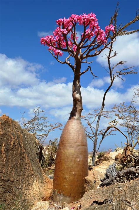 Flora - SOCOTRA TREK TOURS