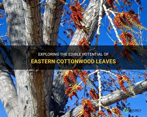 Exploring The Edible Potential Of Eastern Cottonwood Leaves | ShunCy