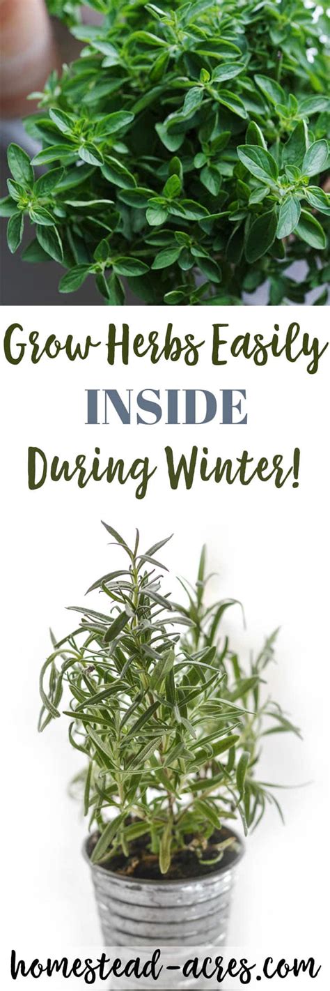 Growing Herbs Indoors: Tips For Growing Herbs Indoors In The Winter - Homestead Acres