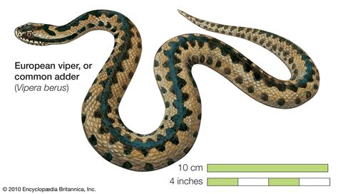 European viper | snake | Britannica