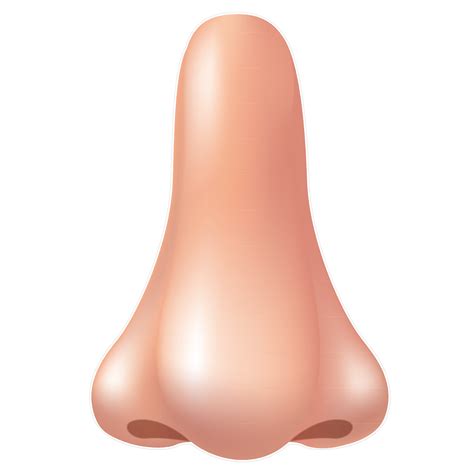 Collection of Nose PNG HD. | PlusPNG