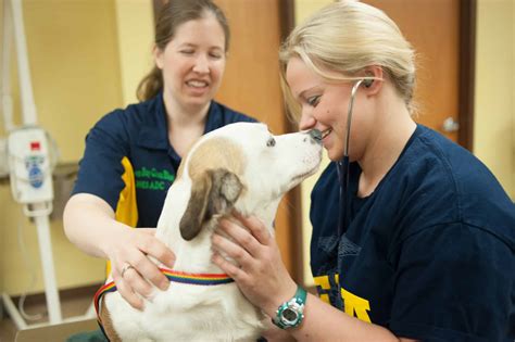 6 Tips for a Career in Veterinary Medicine - National FFA Organization