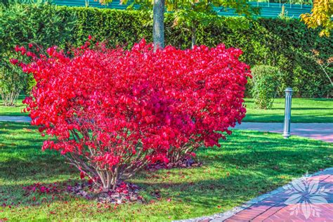 Euonymus alatus 'Compactus' - Tuin-Planten Oudsbergen