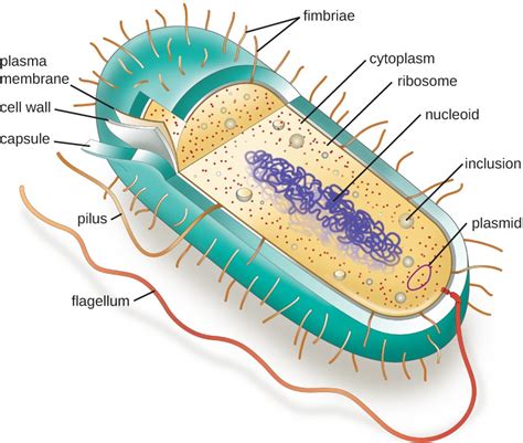 2.3 Unique Characteristics of Prokaryotic Cells – Allied Health ...