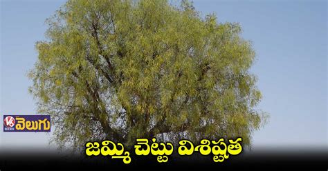 దసరా రోజు జమ్మి చెట్టు ప్రాధాన్యత ఏంటి..