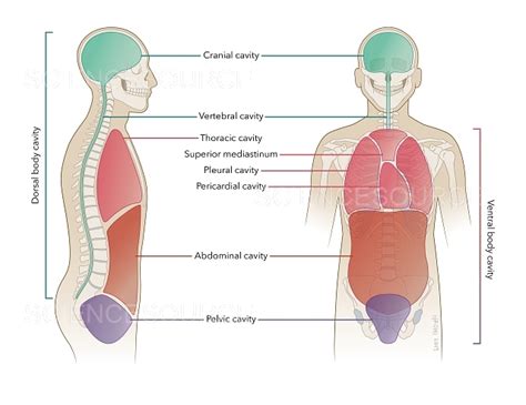 Body Cavities, Illustration | Stock Image - Science Source Images