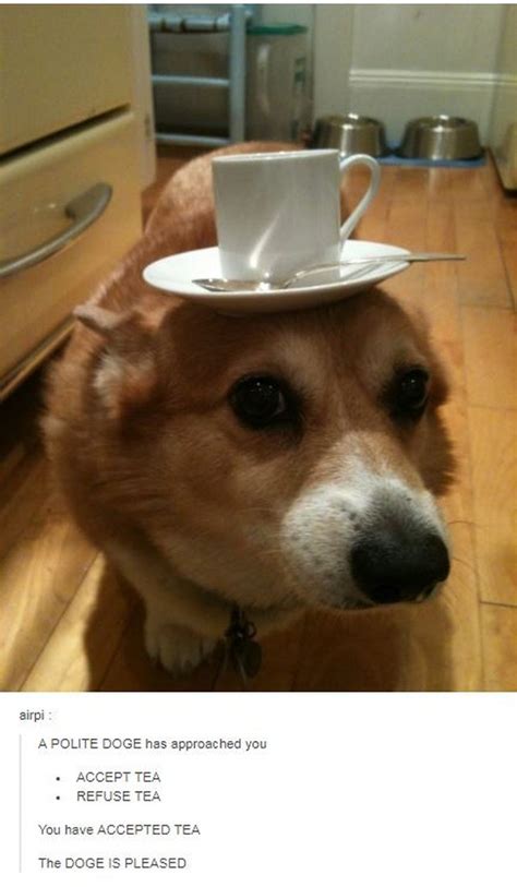 29 Hilarious Memes For The Corgi Lover In All Of Us | Cuteness