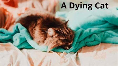 How to Say Goodbye to a Dying Cat: 6 Best Ideas - Farewell Pet Care