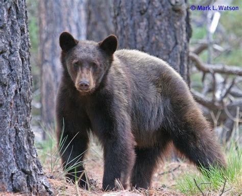 New Mexico Black Bear (Subspecies Ursus americanus amblyceps) · iNaturalist.org