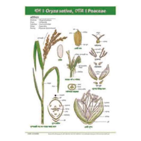 Chart of POACEAE ORYZA SATIVA - Taj Scientific Online Store