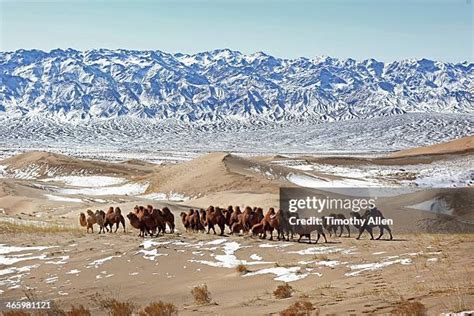 12,400 Gobi Desert Stock Photos, High-Res Pictures, and Images - Getty Images