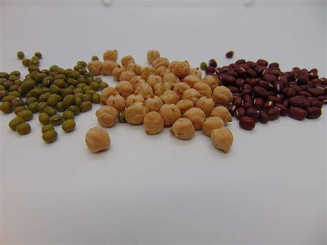 3 Bean Sprouting Seed Assortment Pack - (2 oz Adzuki Bean, 2 oz Garban ...