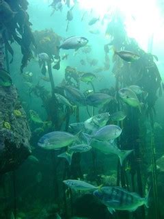 Two Oceans Aquarium V&A Waterfront. | Uploaded with the Floc… | Flickr