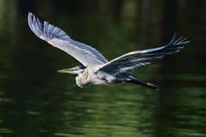 Nikon D810 for Bird Photography - Photography Life