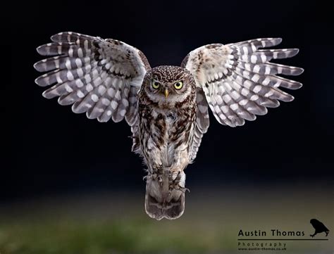 A wild Little Owl flying towards the camera with dramatic angel wing shape. | Owl, Owl wings ...