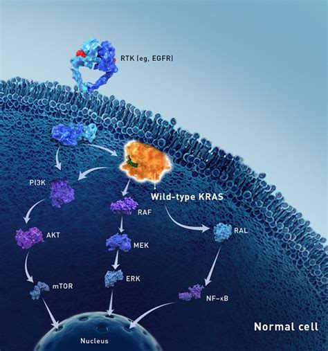 Targeting KRAS-G12C to Block Oncogenic Signaling | Amgen