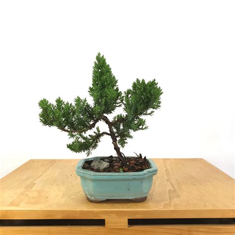 Japanese Juniper (Juniperus procumbens) Bonsai – Allshapes Bonsai