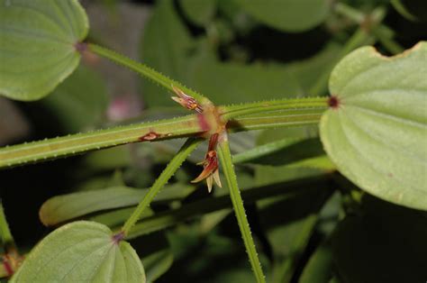 Rubia cordifolia (Rubiaceae) image 163340 at PhytoImages.siu.edu