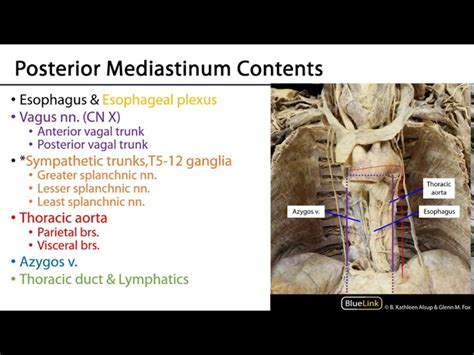 Posterior Mediastinum Structures