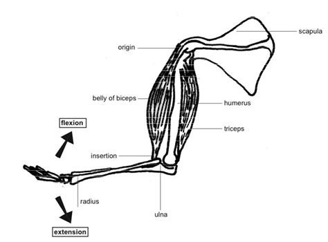 Antagonistic Muscles | Animal Systems