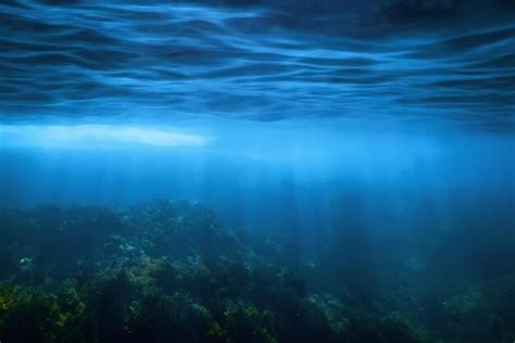 Premium Photo | Forest of Seaweed Seaweed Underwater Underwater Scene