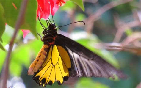 Magellan Birdwing Butterfly: Identification, Life Cycle, and Behavior ...