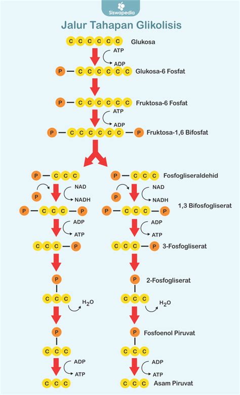 Proses dan Tahapan Glikolisis | Siswapedia