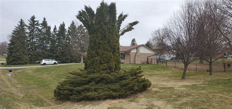 Cedar Tree Pruning? | LawnSite™ is the largest and most active online ...