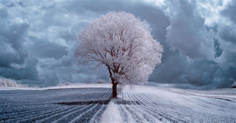 The Majestic Beauty Of Trees In Poland Captured In Infrared Photography | Bored Panda