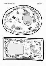Animal Cells Coloring Worksheet sketch template