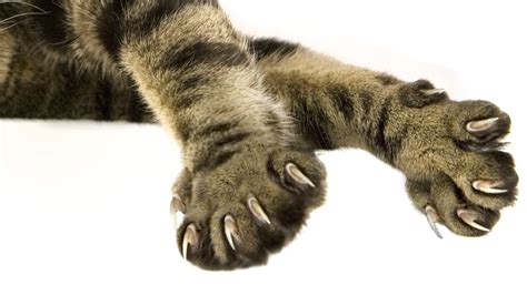 cat declawing services near me - Tony Faulkner