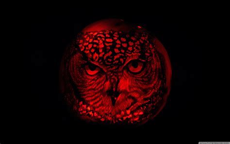 🔥 [50+] Halloween Owl Wallpapers | WallpaperSafari