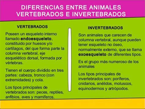 Cuadros comparativos animales vertebrados e invertebrados | Cuadro Comparativo