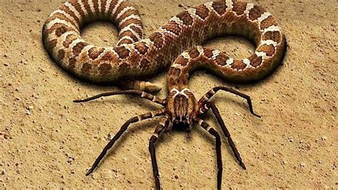 10 EXTREMELY RARE Snakes In The World - YouTube