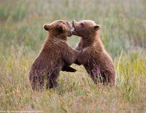 Interesting facts about Kodiak bears | Just Fun Facts