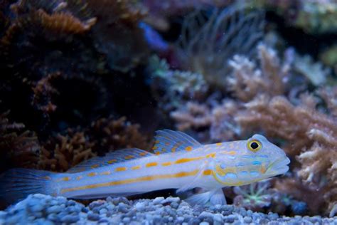 Diamond Goby For Sale (Valencienna puellaris). TOP Care facts. Reefs4Less.com