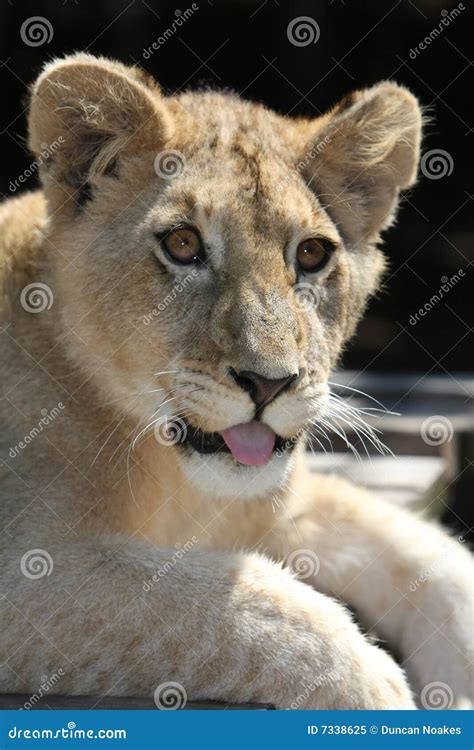 Lion Cub stock image. Image of adorable, isolated, face - 7338625