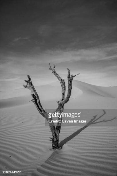 28 Cerrado Desert Stock Photos, High-Res Pictures, and Images - Getty ...