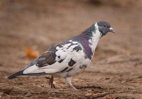 Pigeon Watch: Get to Know (and Love) Our Amazing City Birds | Audubon