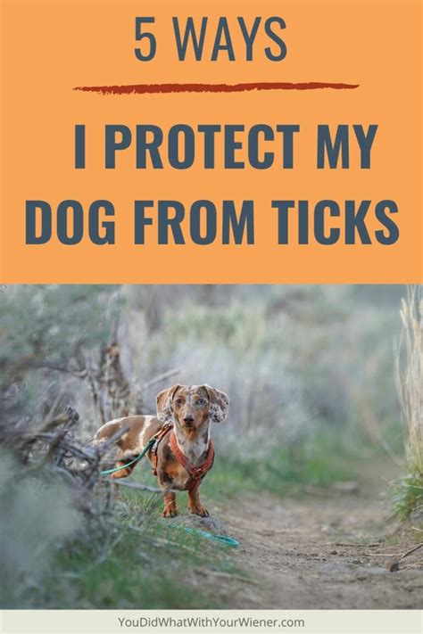 5 Ways I Prevent Ticks on My Dogs - YouDidWhatWithYourWiener.com